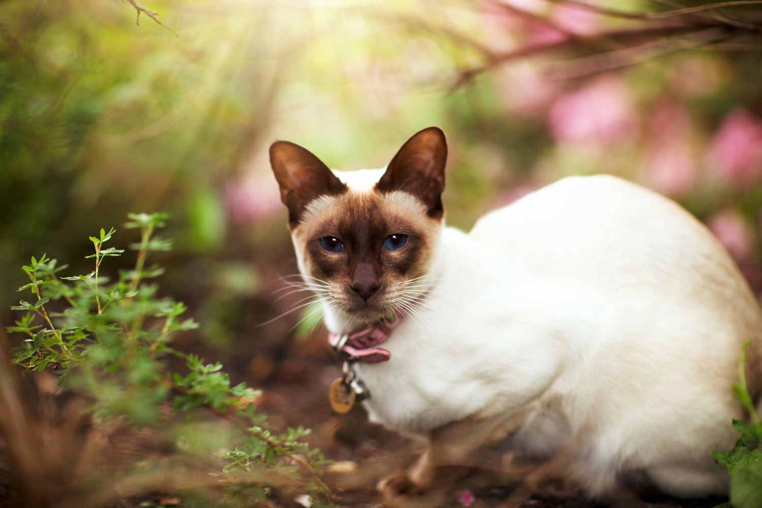 10 Cat Breeds With the Longest Lifespans