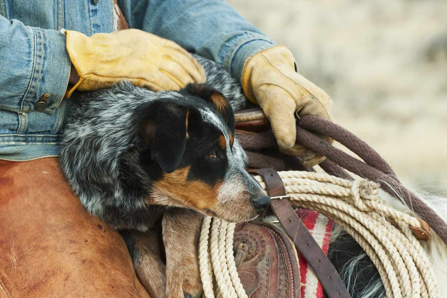 205 of the Best Western Dog Names for Your Frontier Friend