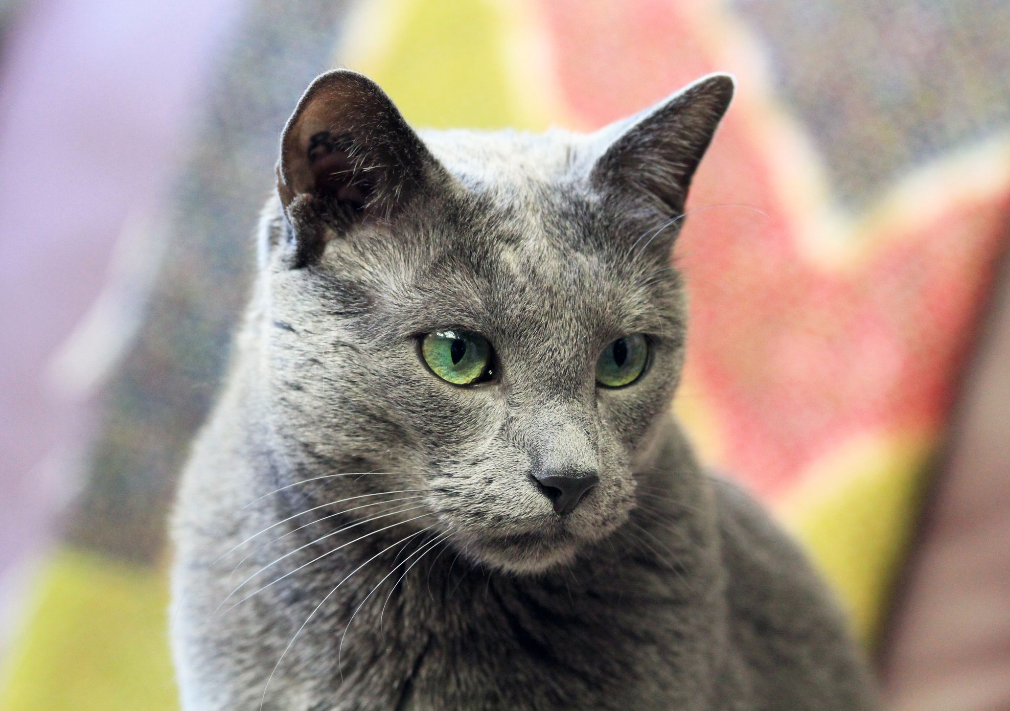 10 Cat Breeds That Have Blue-Colored Coats