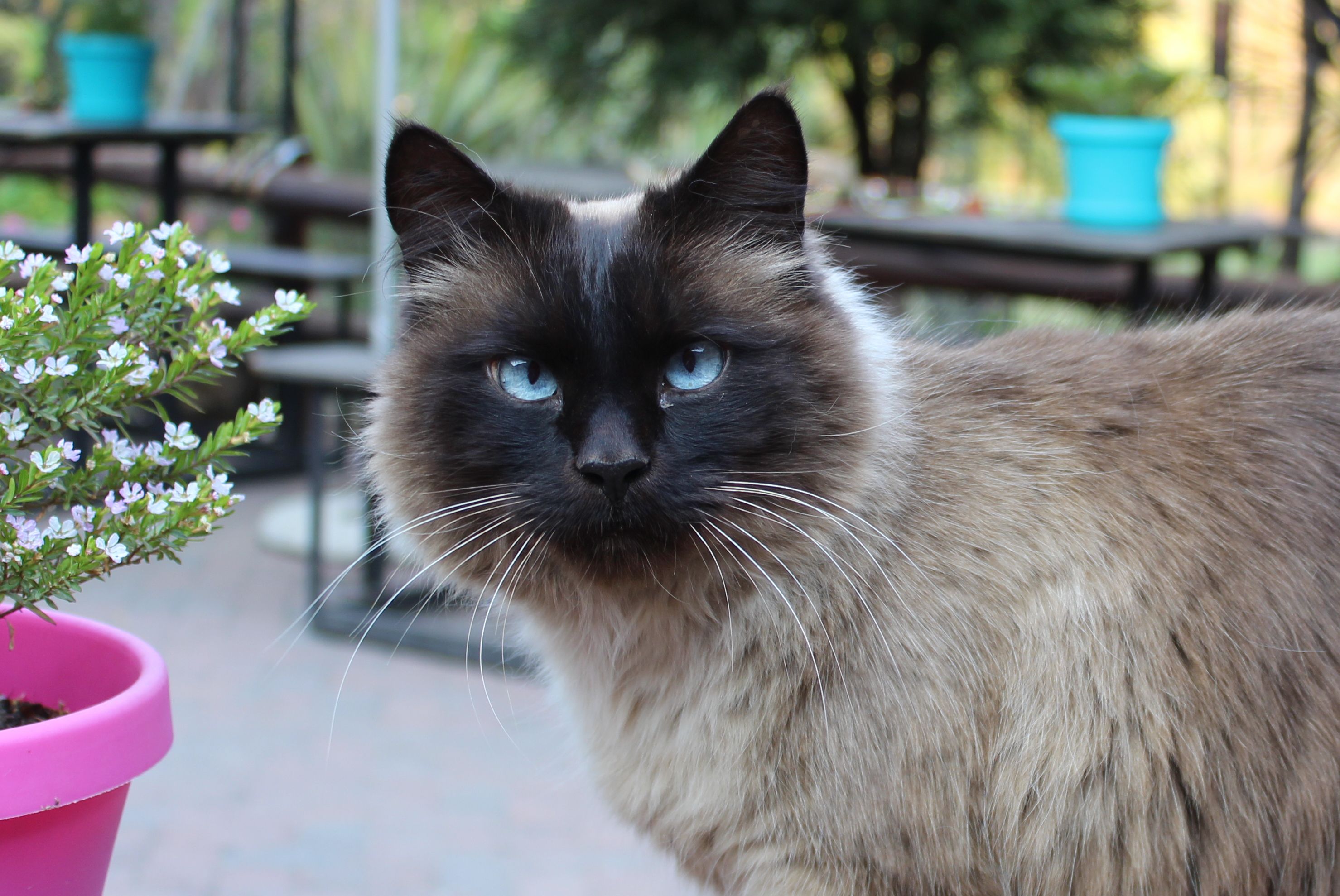 10 Best Cat Breeds With Blue Eyes