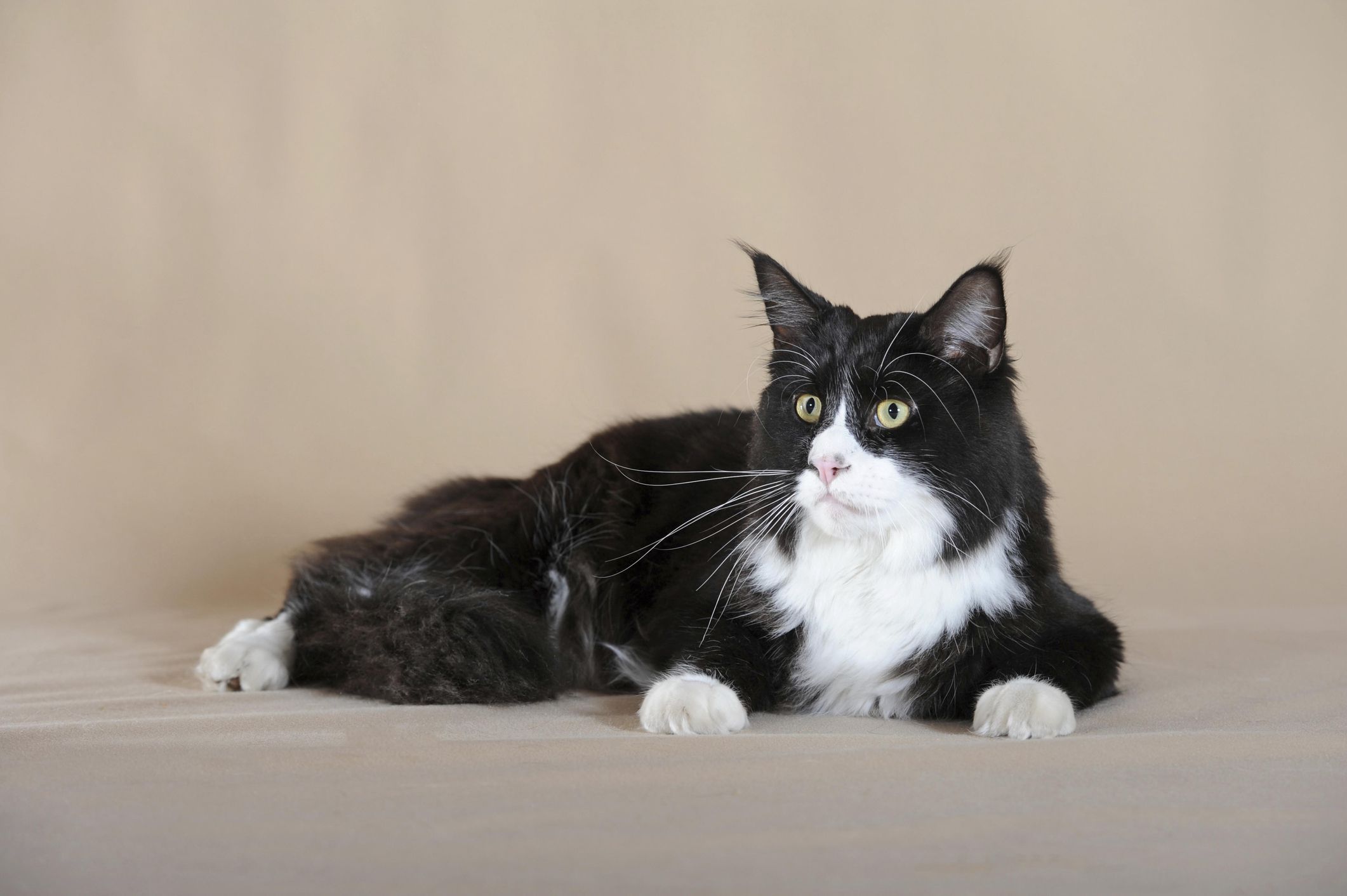 10 Black and White Cat Breeds