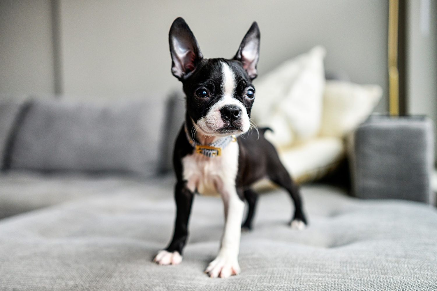 145 Small Dog Names for Your Miniature Furry Friend