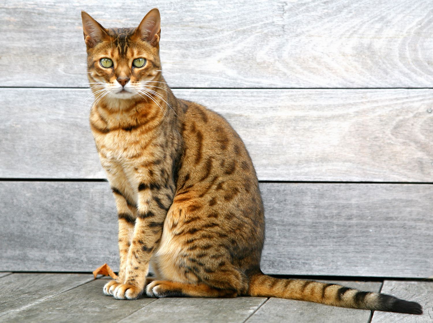 What Are the Most Common Pet Hybrid Cat Breeds?