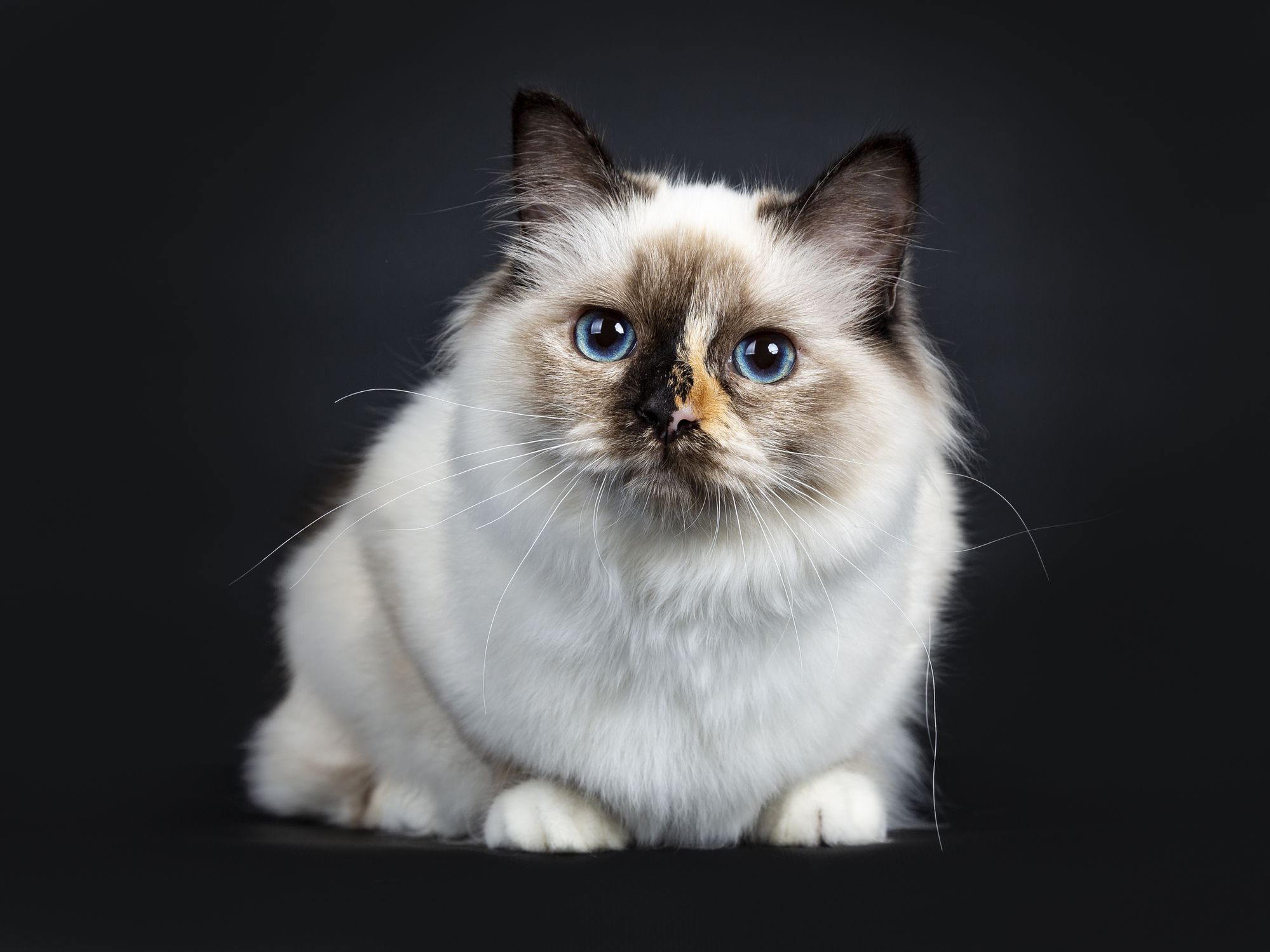 9 Calmest Cat Breeds for Laid-Back People