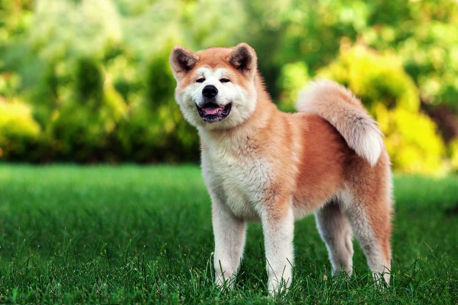 117 Japanese Dog Names With Meanings That Are Super Cool