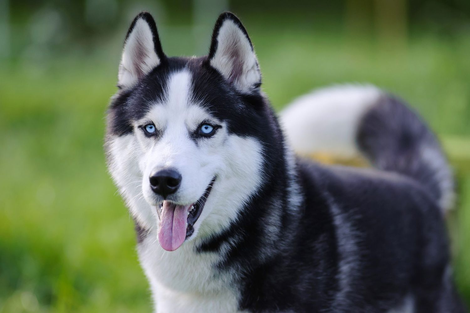 200+ Names for Your Winter-Loving Husky