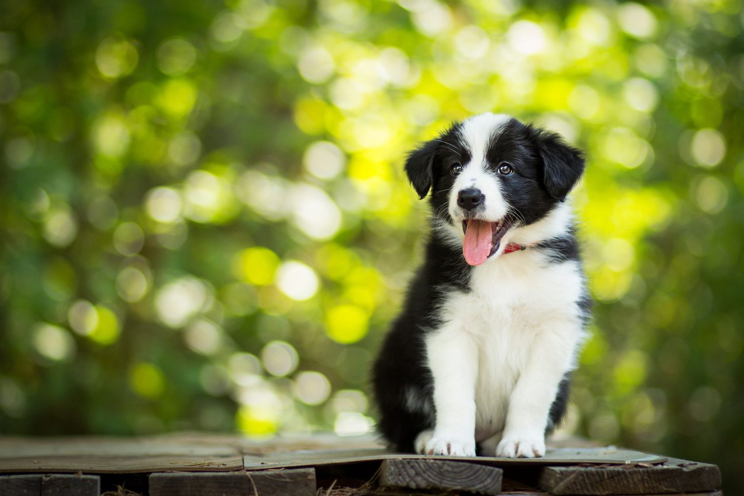 118 of the Best Black and White Dog Names