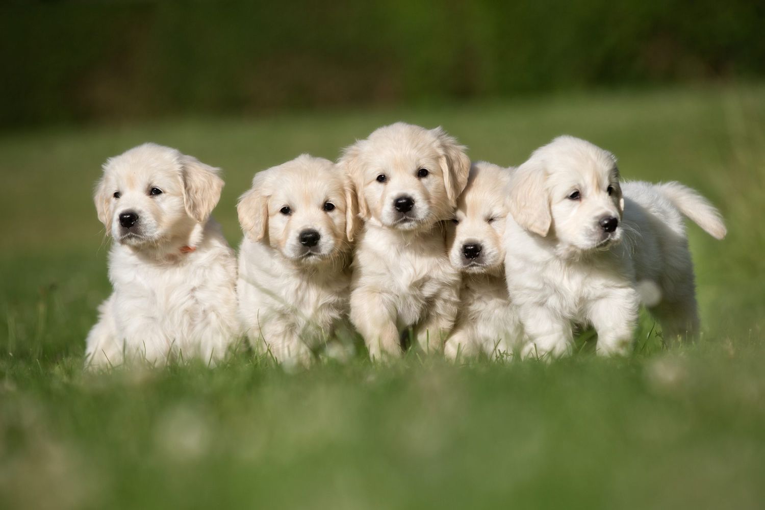 276 of the Best Names for Golden Retrievers