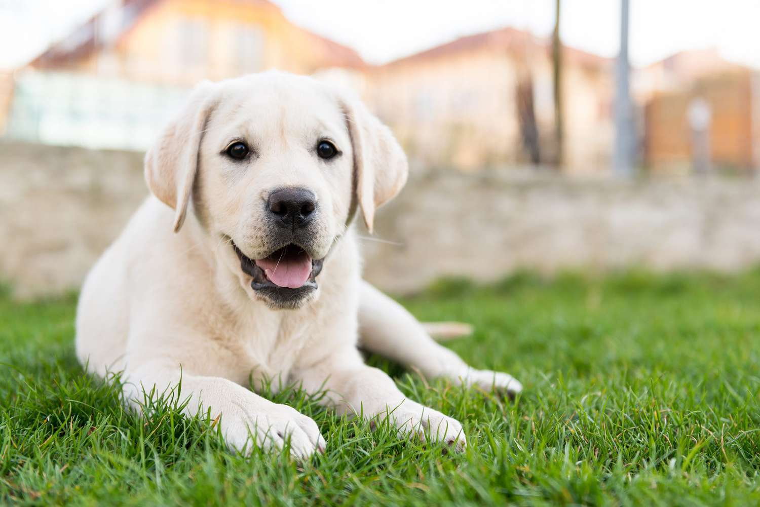 220+ Labrador Retriever Names for Your Best Bud