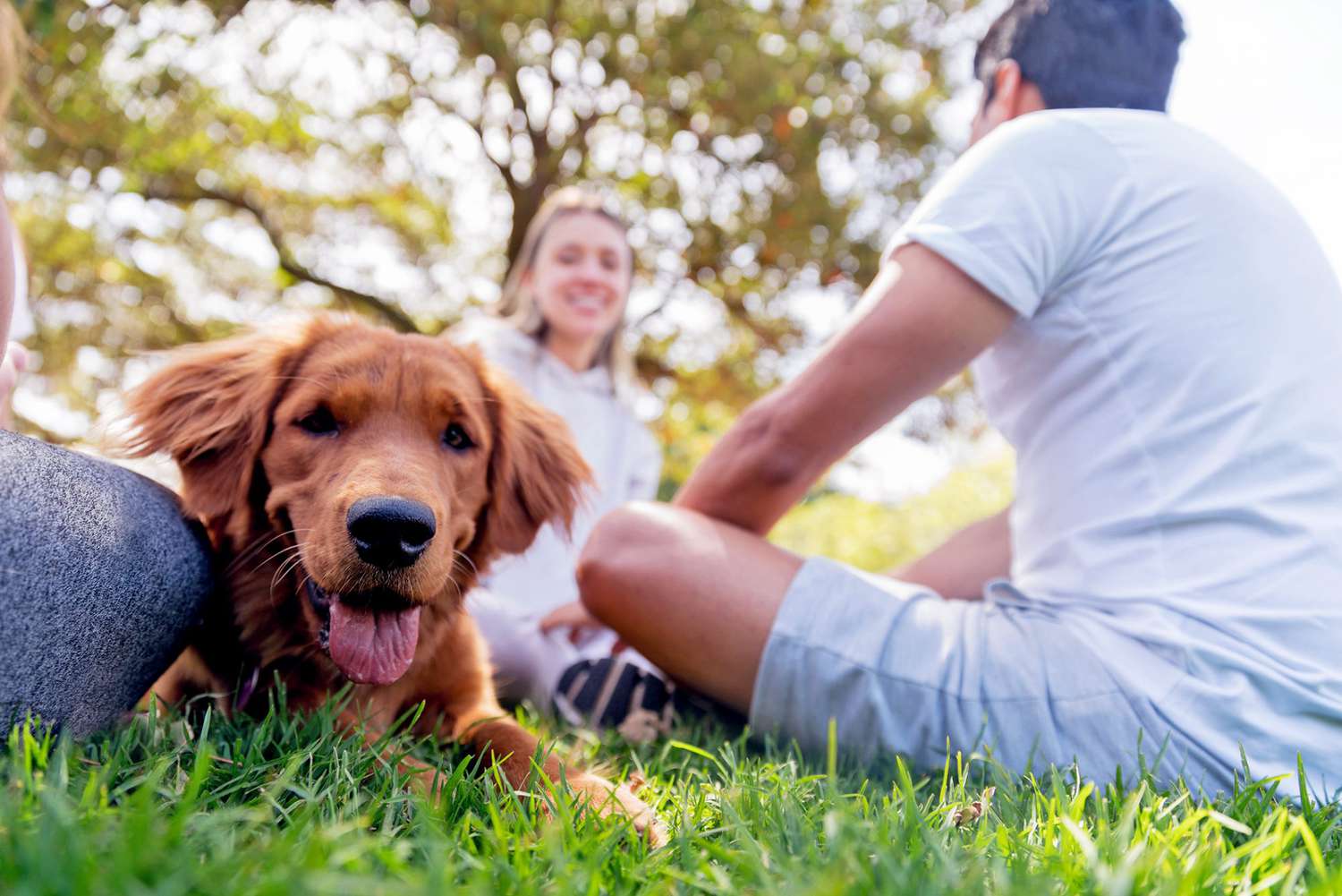 140 Names for Your Fiery Red Dog