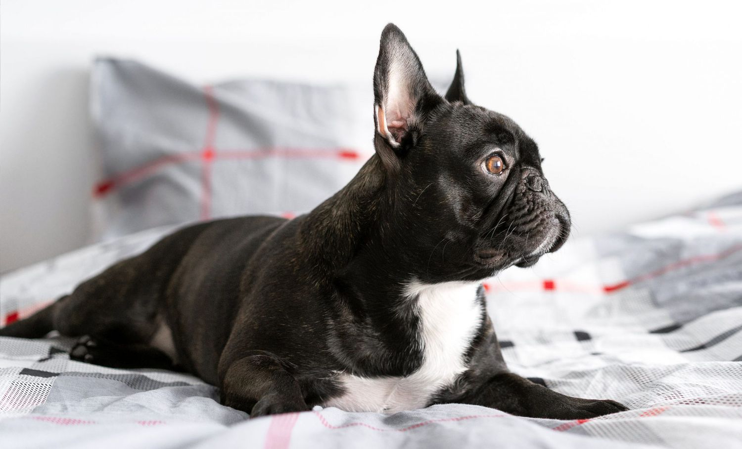 250+ Creative Names for Your New Black Dog