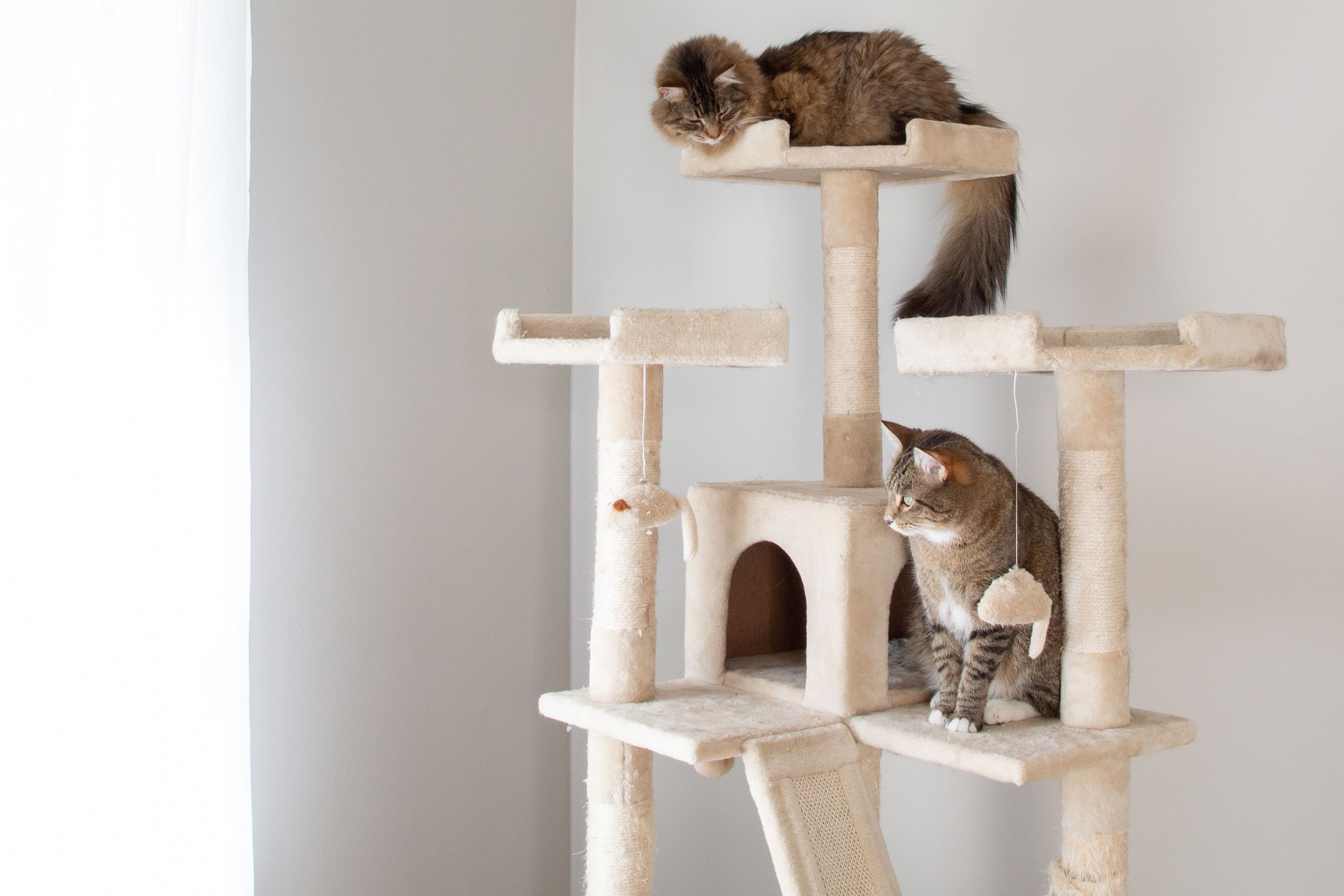 Why Do Cats Like High Places?