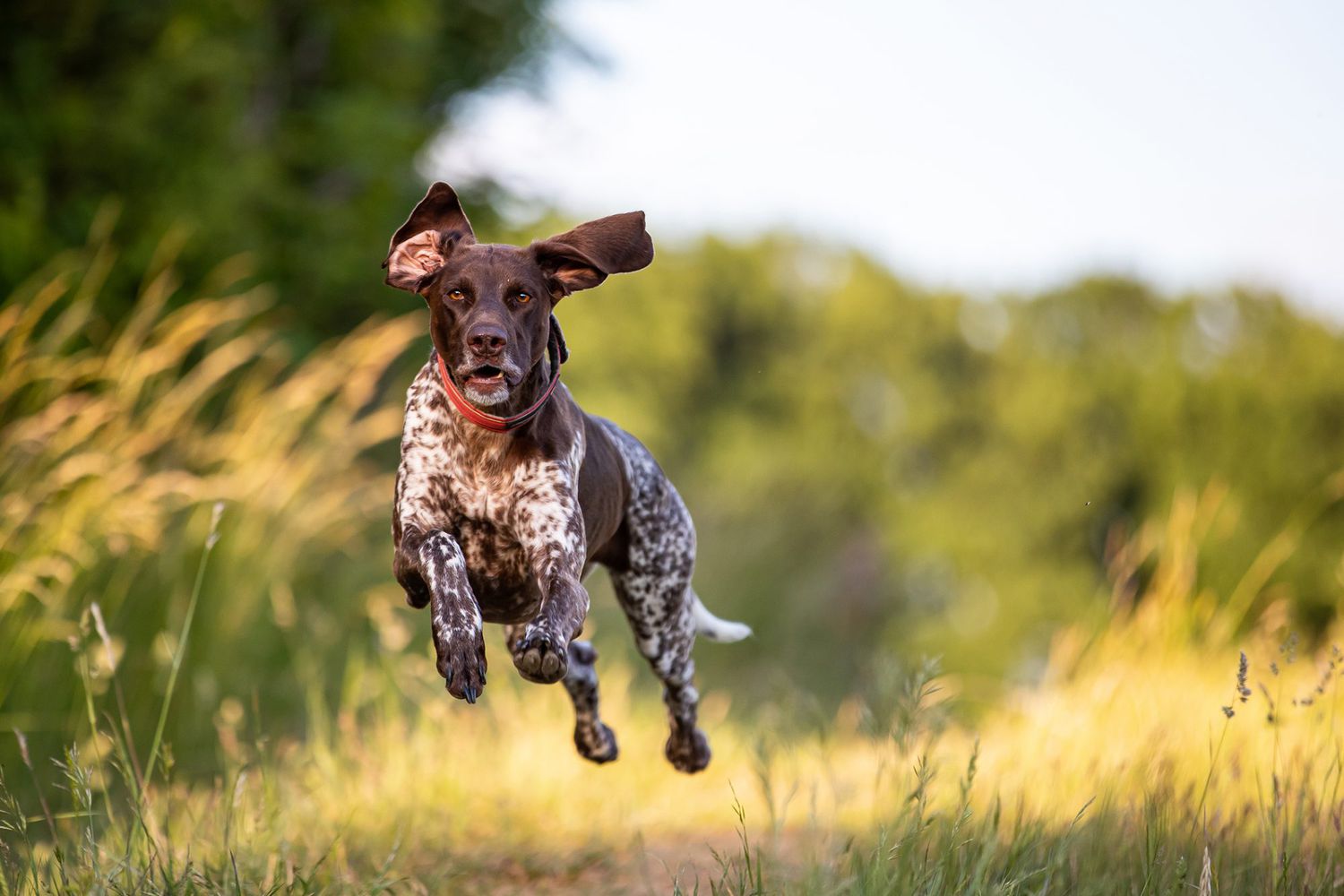 150 Hunting Dog Names That Definitely Stand Out of the Pack