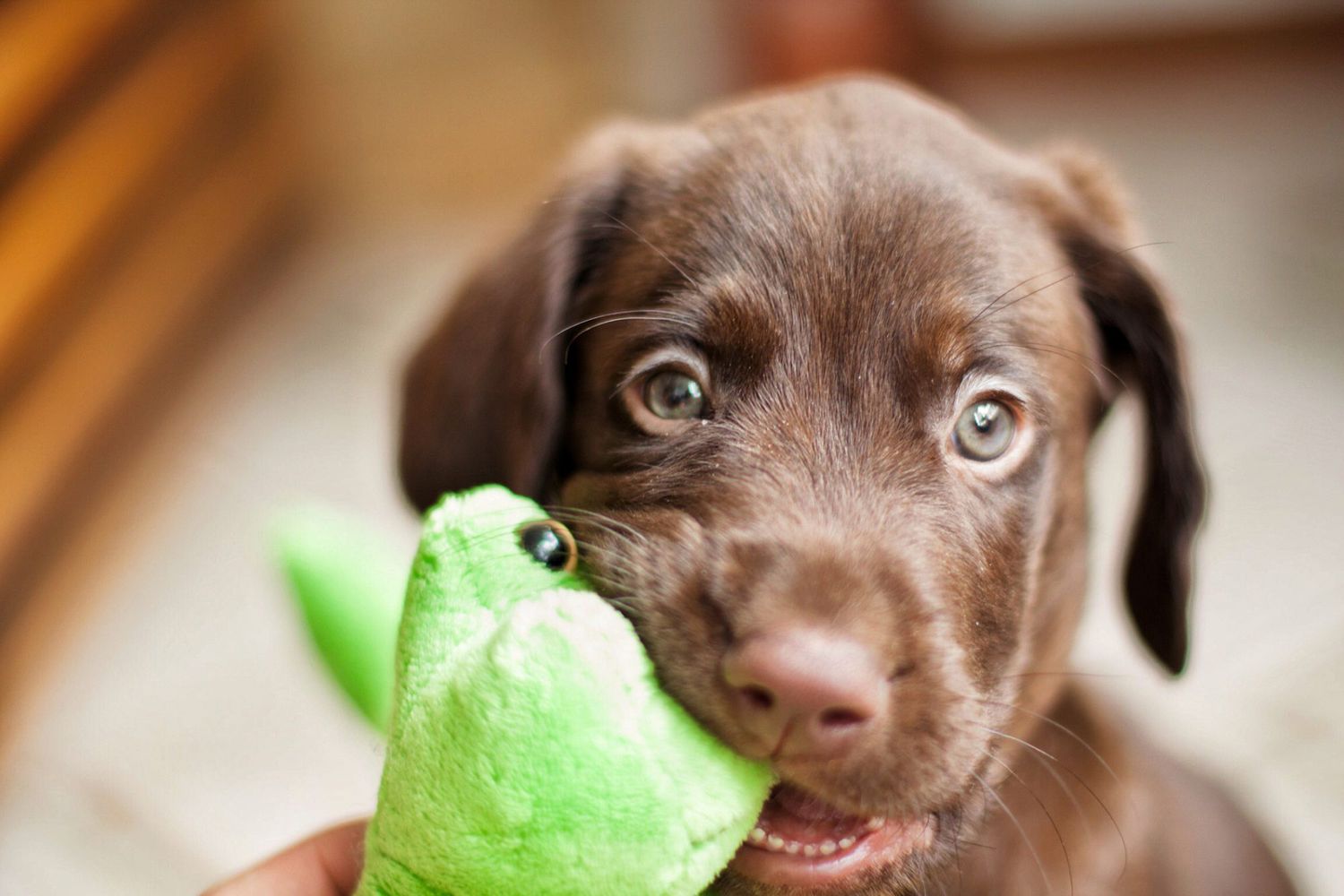 120 of the Ultimutt Brown Dog Names for Your Chocolate-Colored Pup