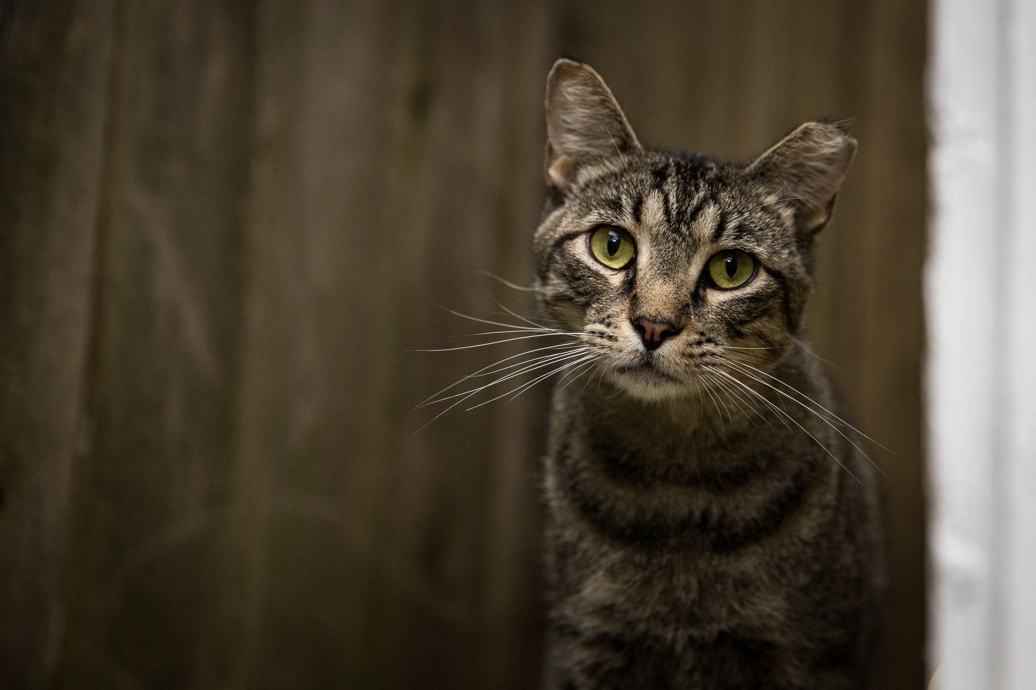 Feral Cat vs. Stray Cat: What’s the Difference?