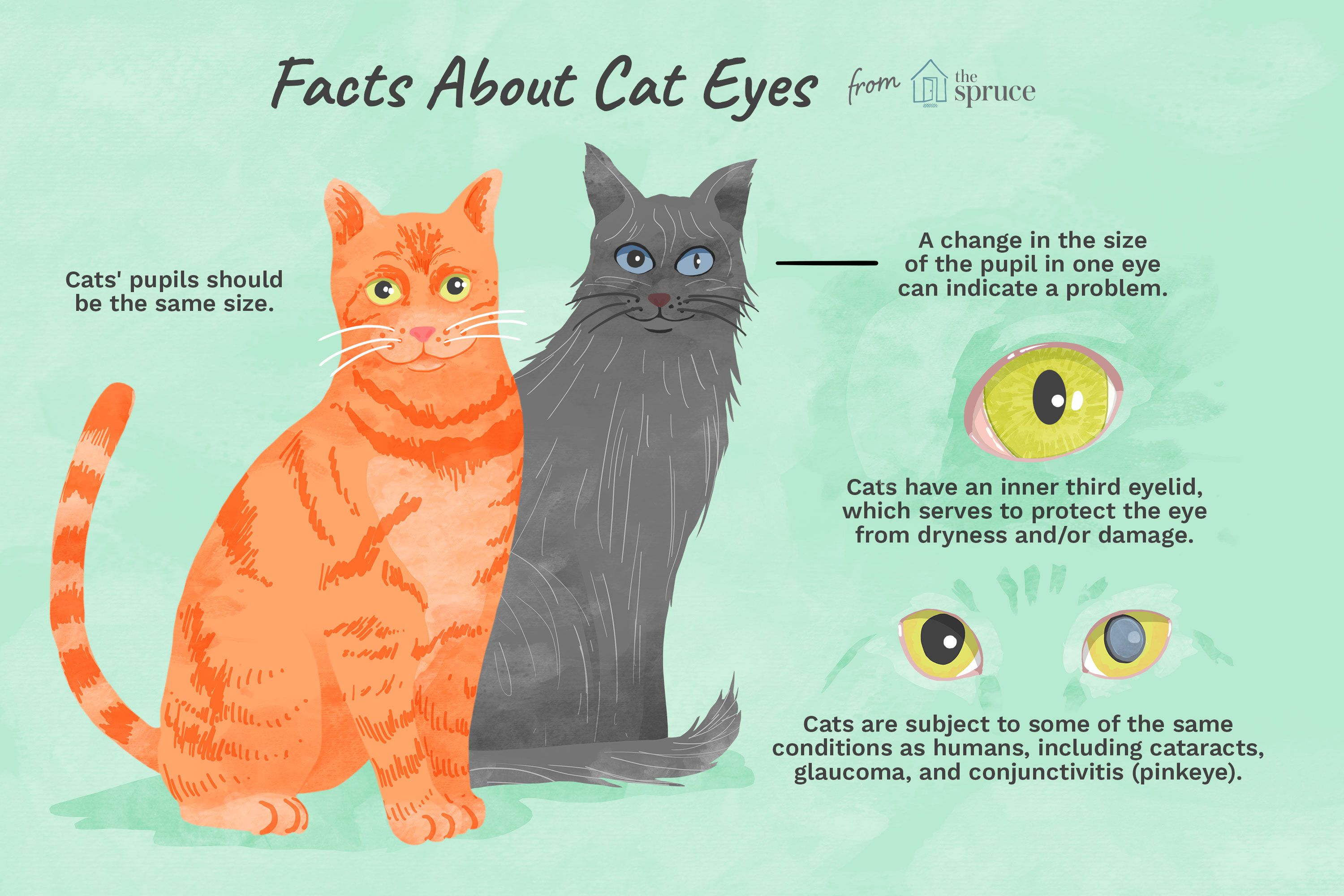 What You Can Tell by Looking Into Your Cat’s Eyes