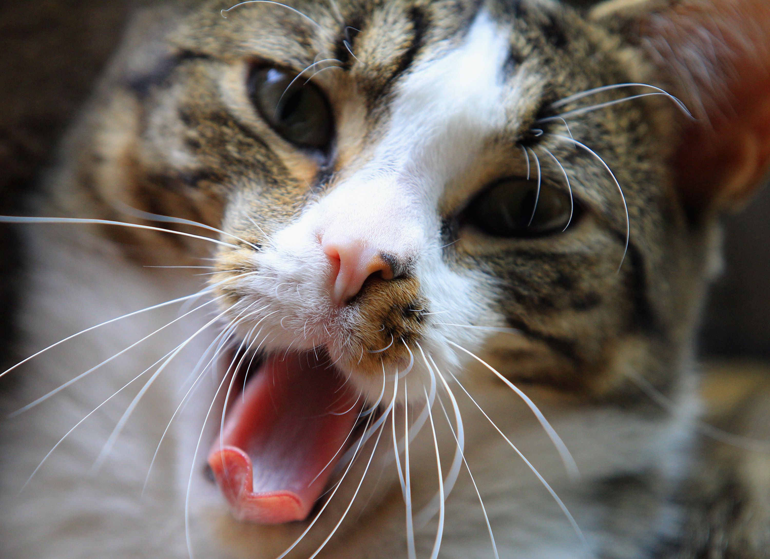 These Are the Top Reasons to Keep Cats Indoors