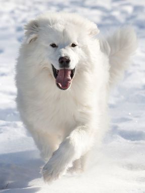 The Best 150 Dog Names for Your White Pup