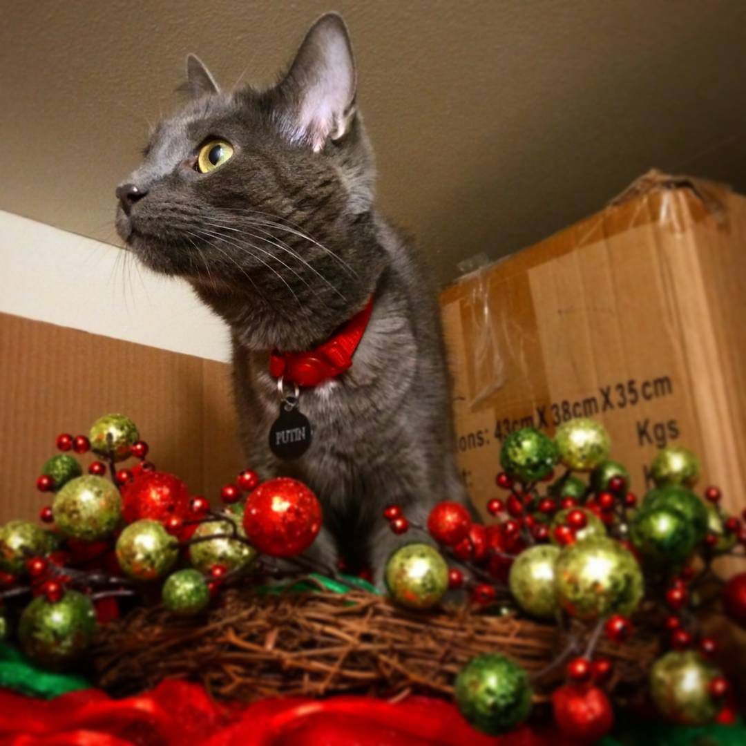 13 Cats Who Love Christmas