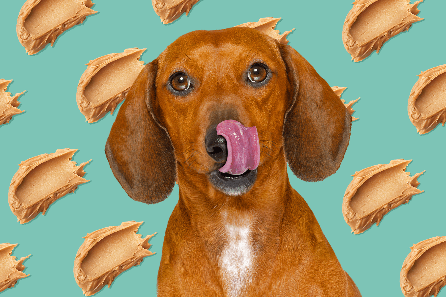 Should You Be Giving Your Dog Peanut Butter?