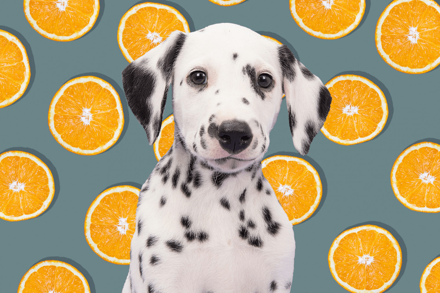 Are Tangerines a Healthy Snack for Dogs?