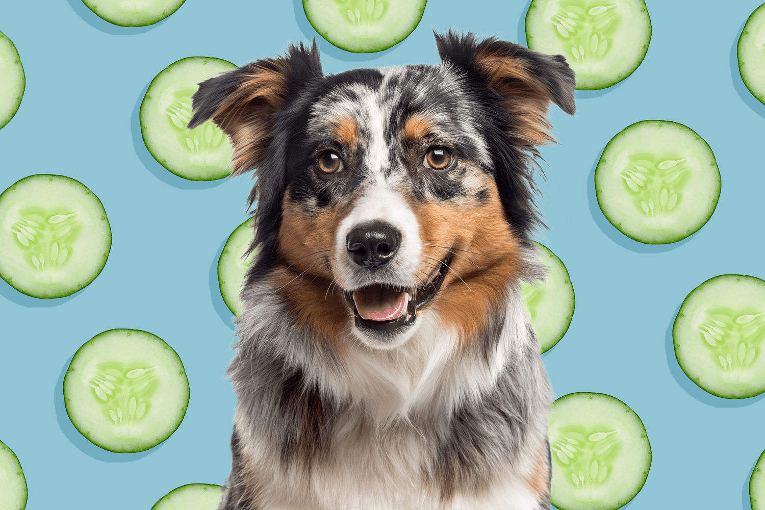 Are Cucumbers Cool for Dogs?