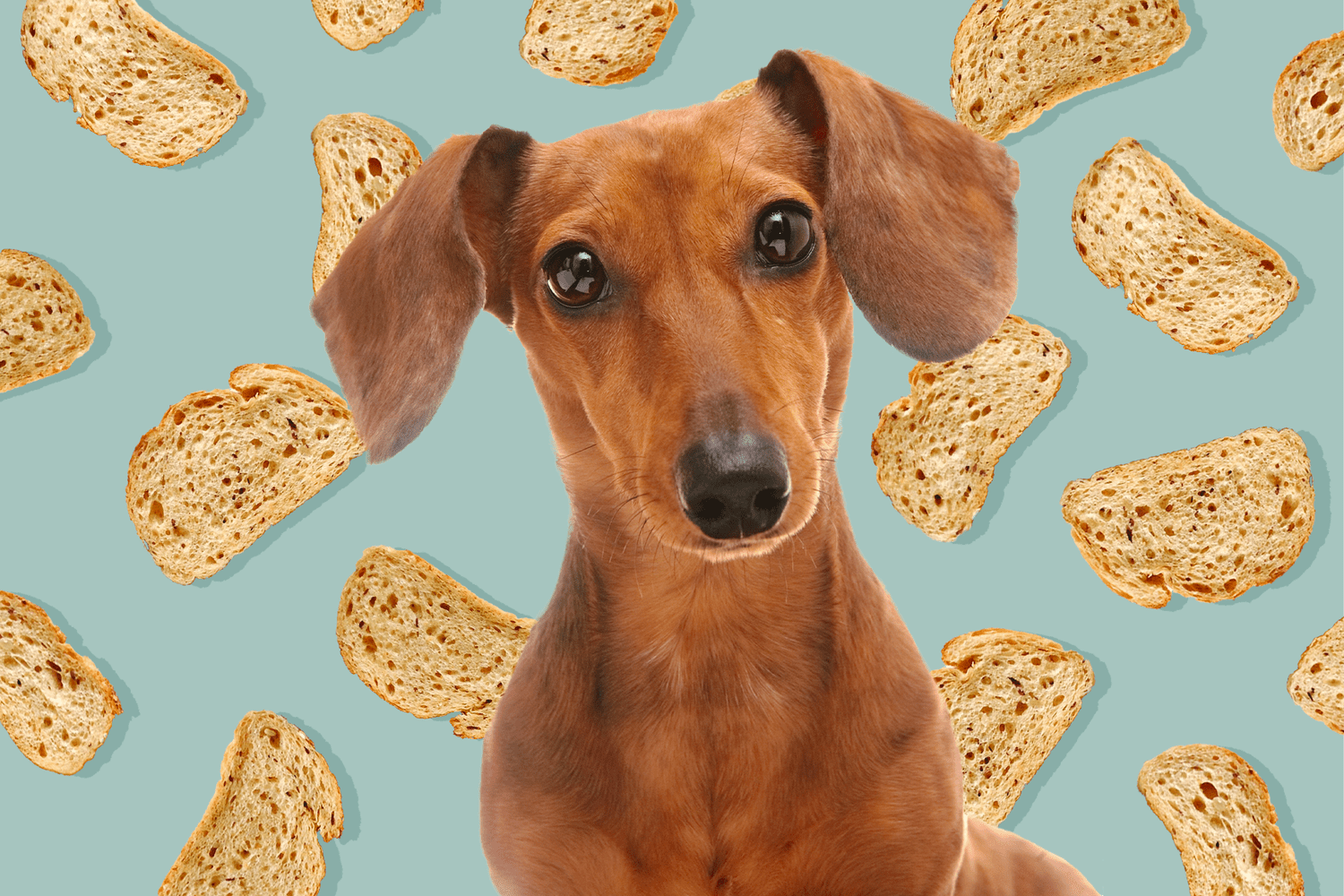 Can Dogs Eat Bread?