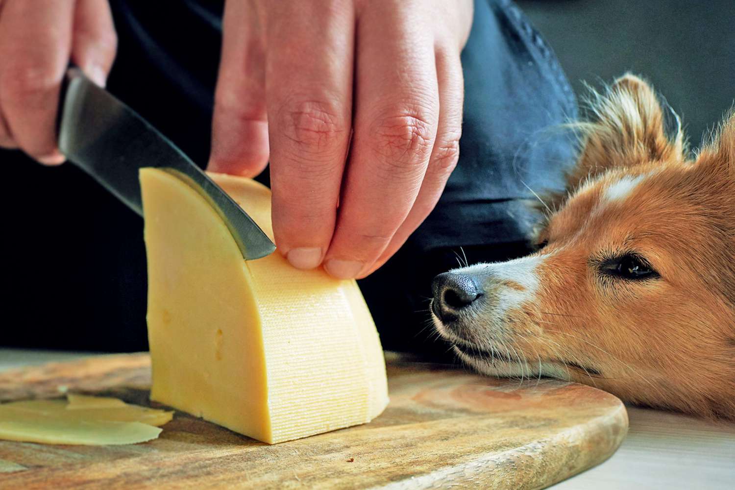 Woman Walks in on Partner Feeding Cheese to Their Dog in the Funniest Way