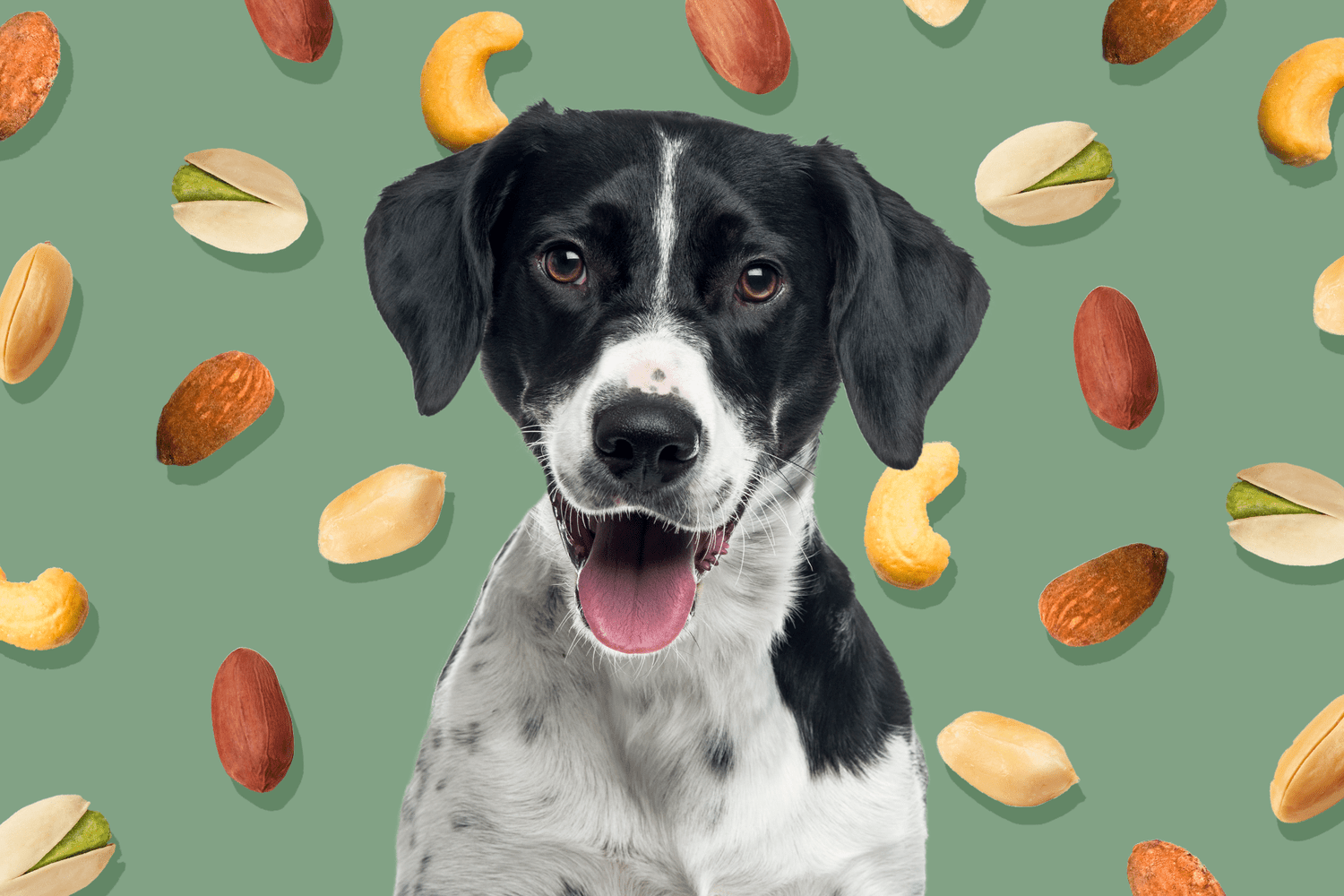 Should You Let Your Dog Have Nuts as a Treat?