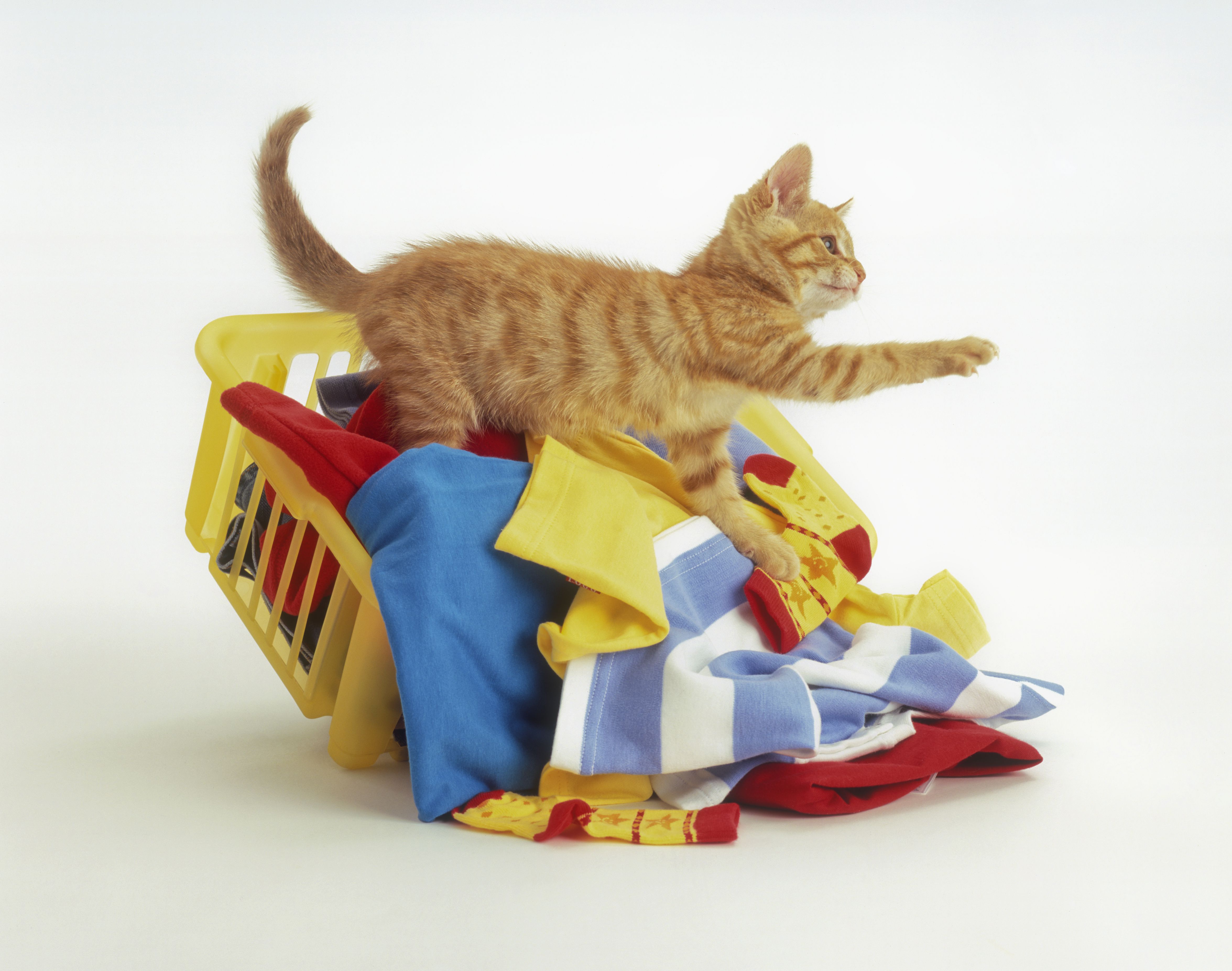 14 Tips for Kitten-Proofing Your Home