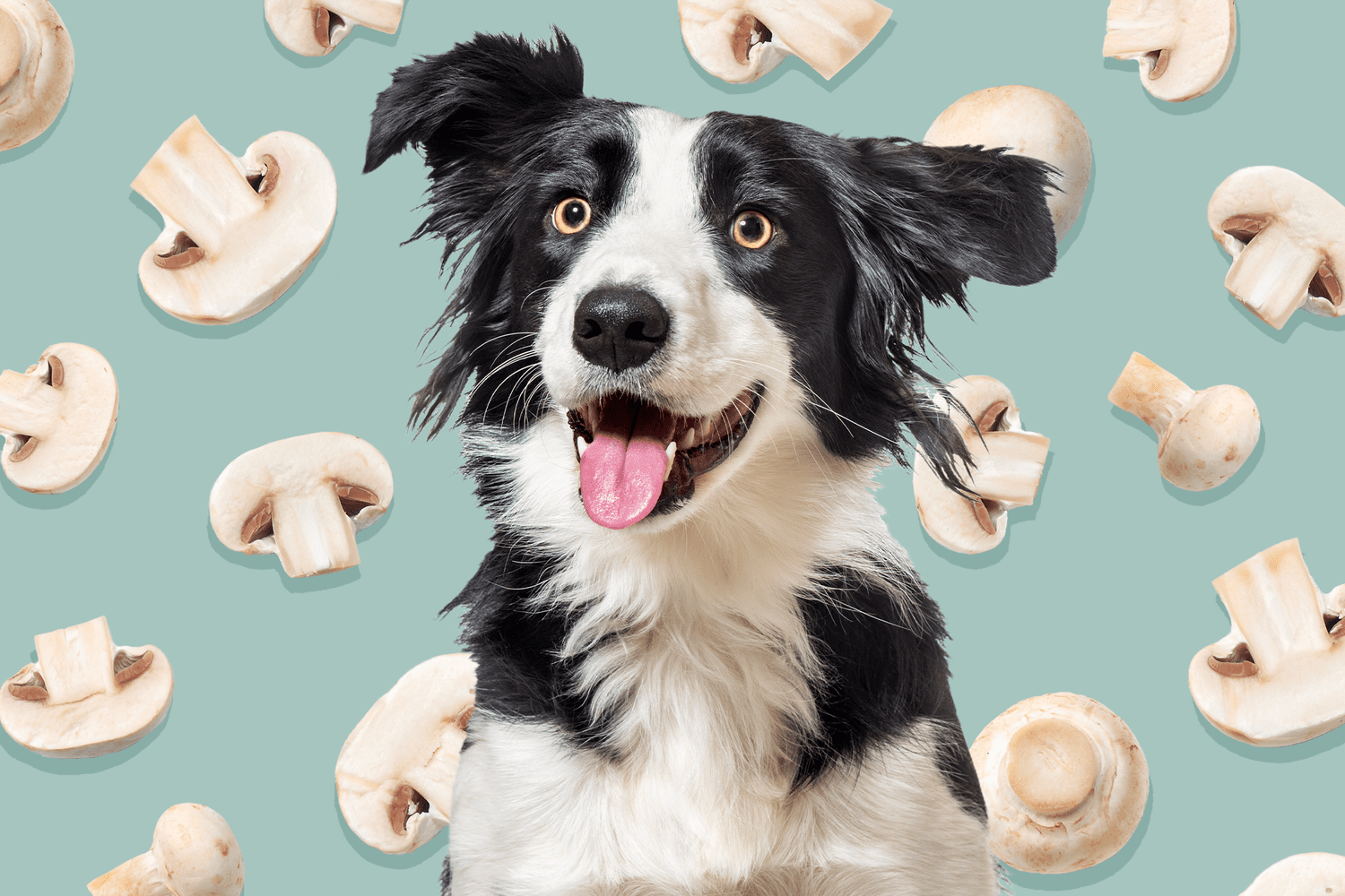 Get the Facts About Dogs and Mushrooms