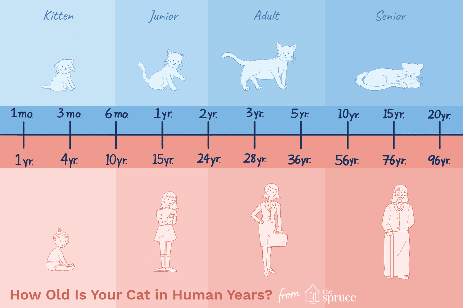 How Old Is Your Cat in Human Years?