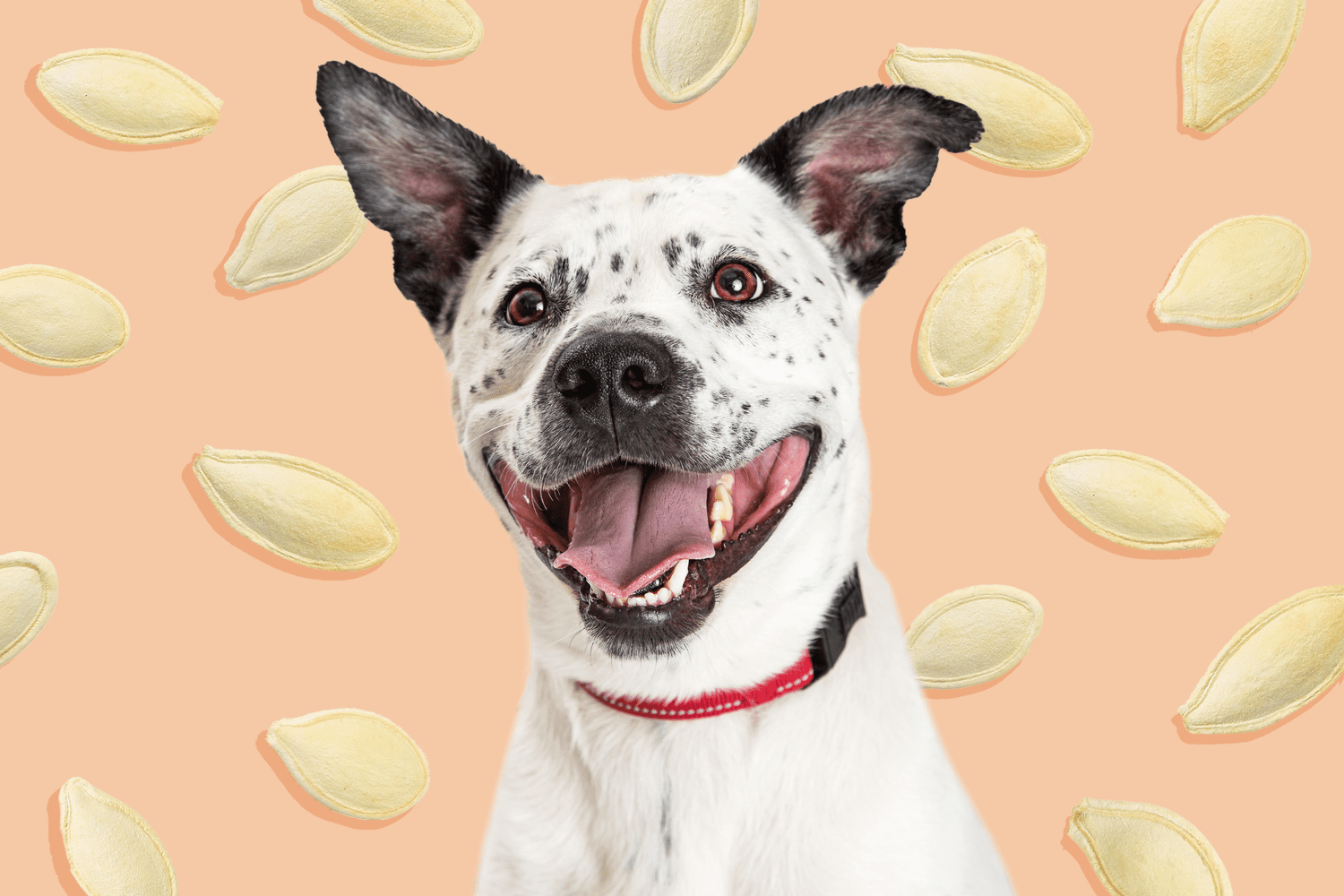 Pumpkin Seeds: Good Dog Treat, or Unsafe to Eat?