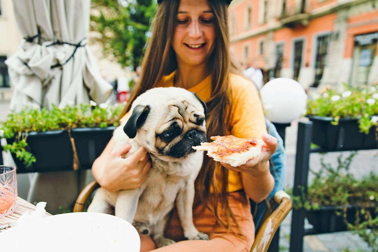 Can Dogs Eat Cheese?