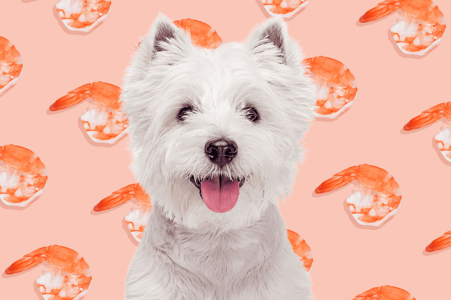 Can Dogs Eat Shrimp Safely If It’s Cooked?