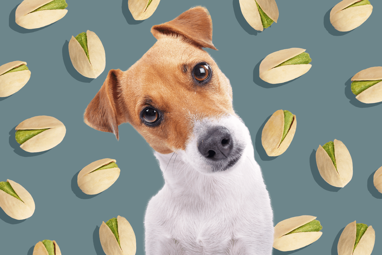 Are Pistachios Safe for Dogs to Eat?