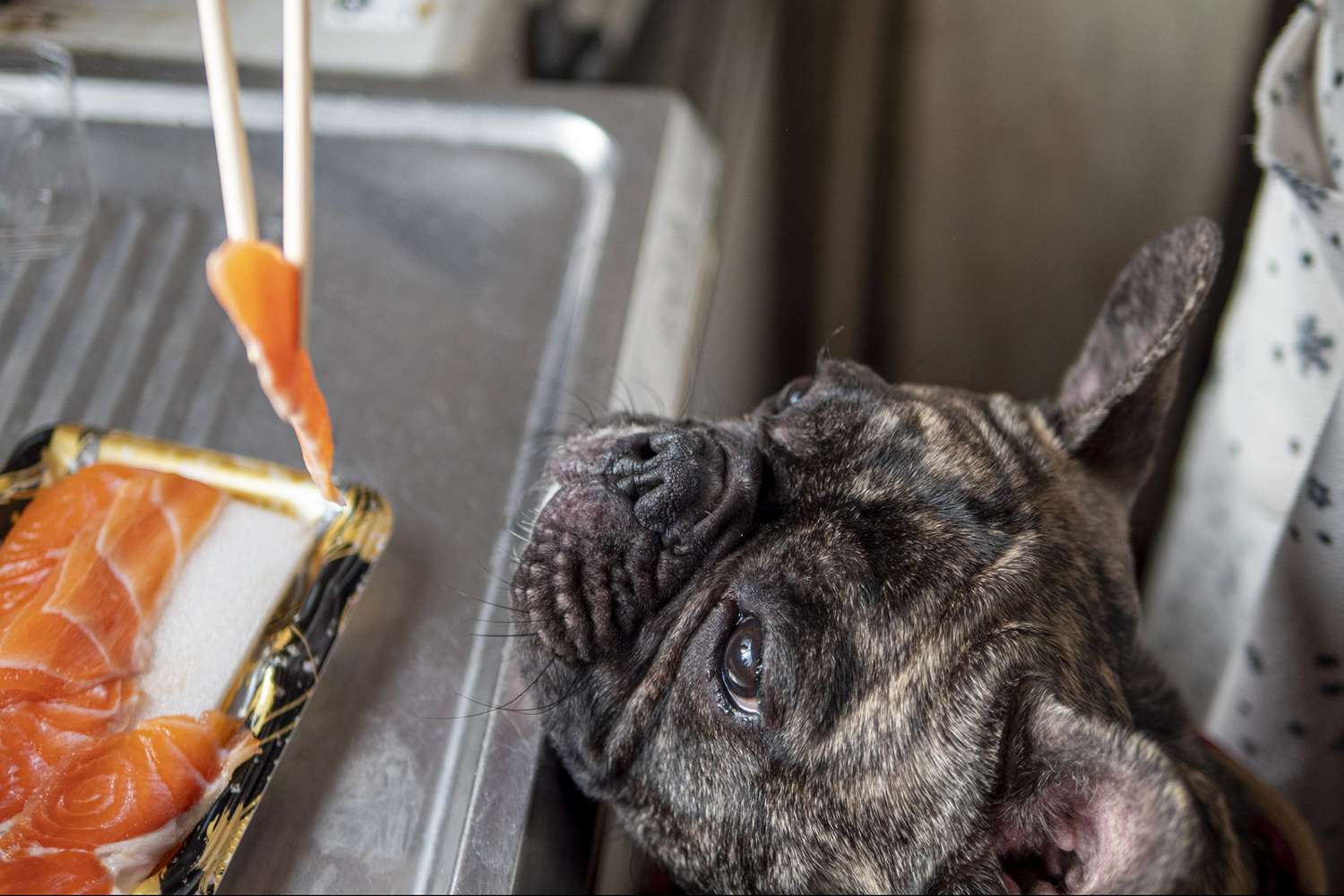 Can Dogs Eat Salmon? A Pet Nutrition Expert Weighs In