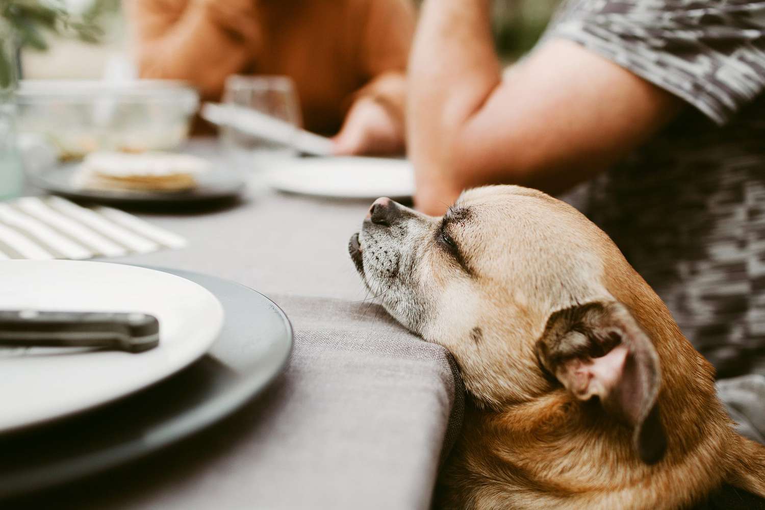 Is Ham a Safe Food for Dogs To Eat?