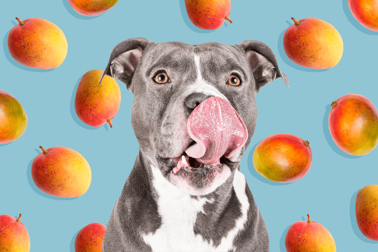 Can Dogs Eat Mango?