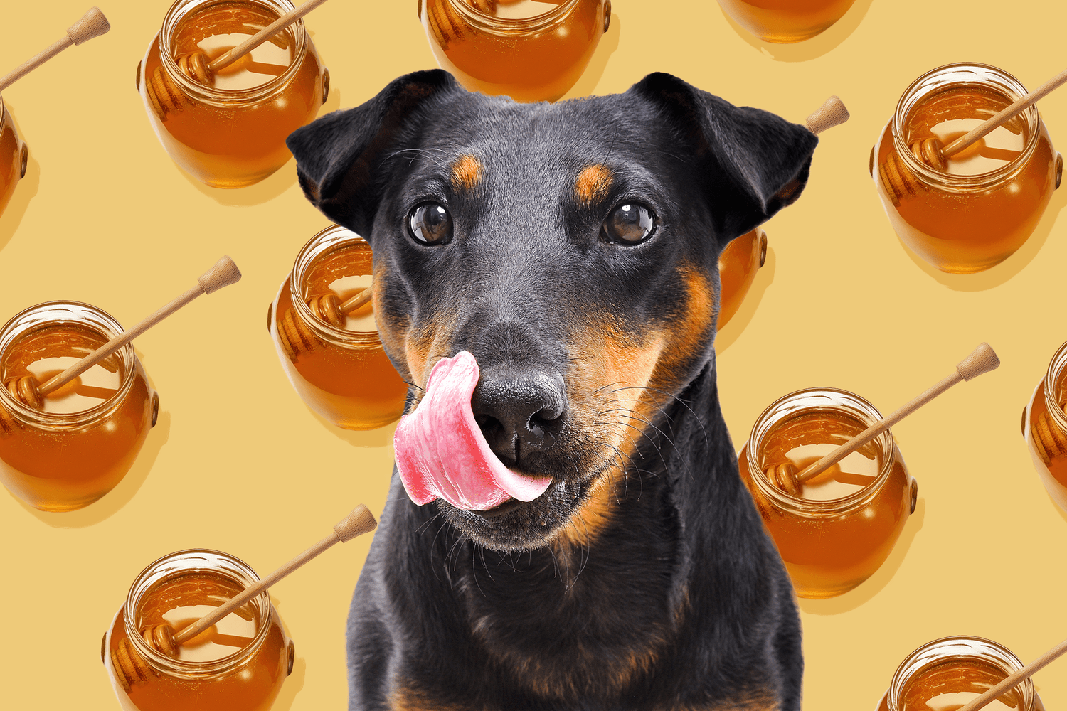 Can Dogs Eat Honey?