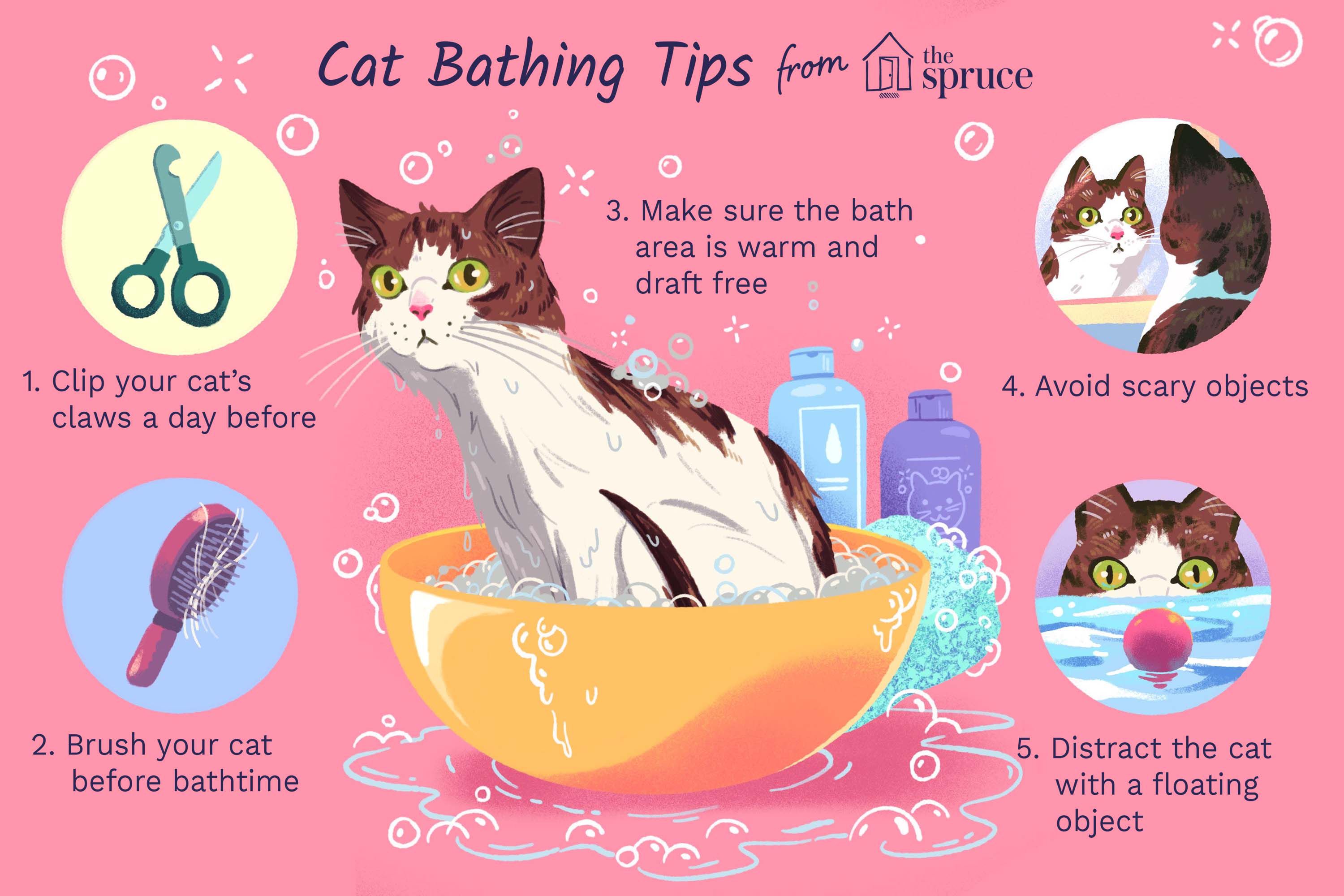 How to Give Your Cat a Proper Bath