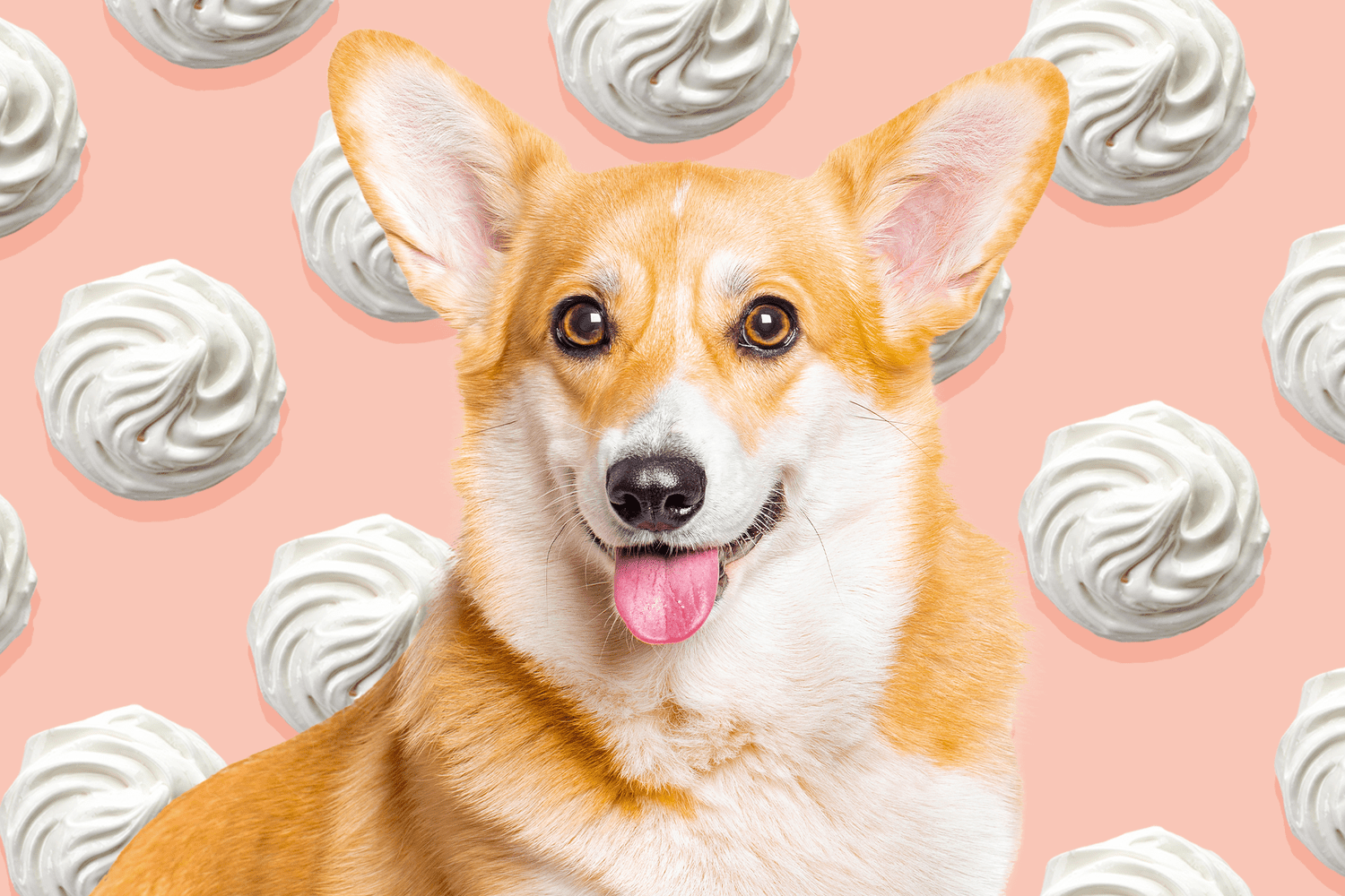 Can Dogs Eat Whipped Cream?