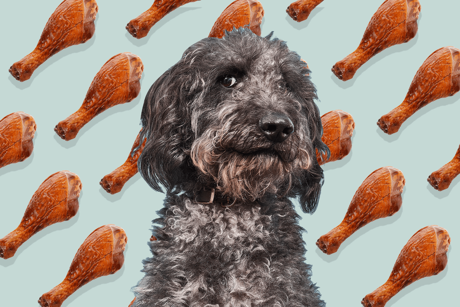 Can Dogs Eat Turkey?