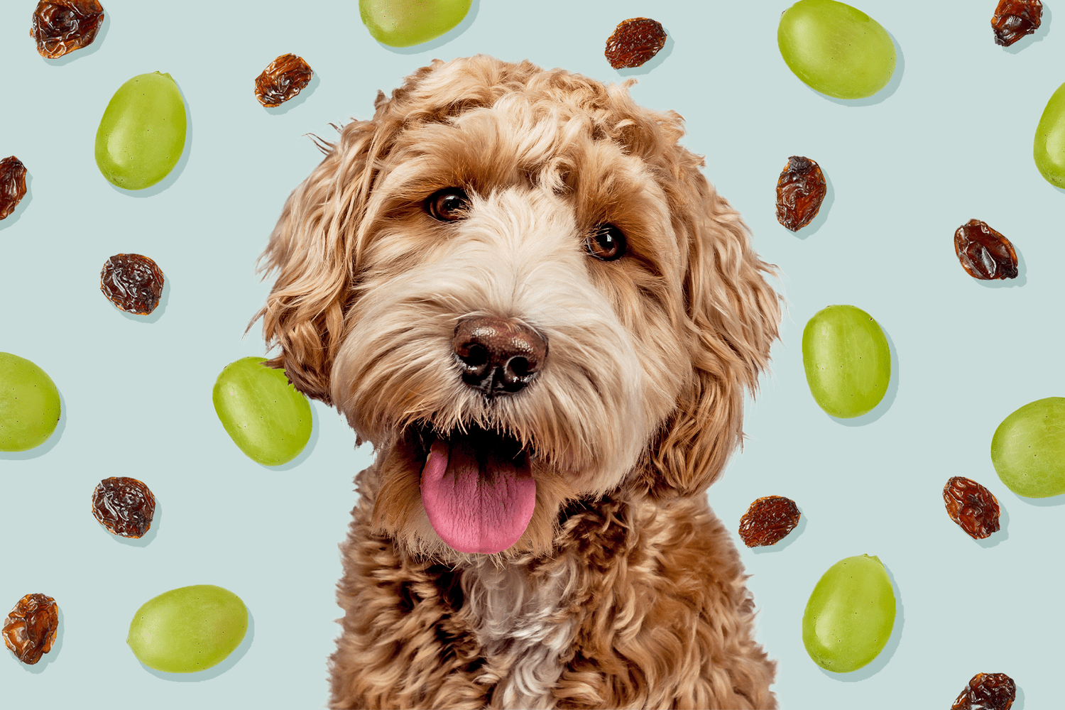 Can Dogs Eat Grapes? Here’s Why Grapes and Raisins Are So Dangerous for Dogs