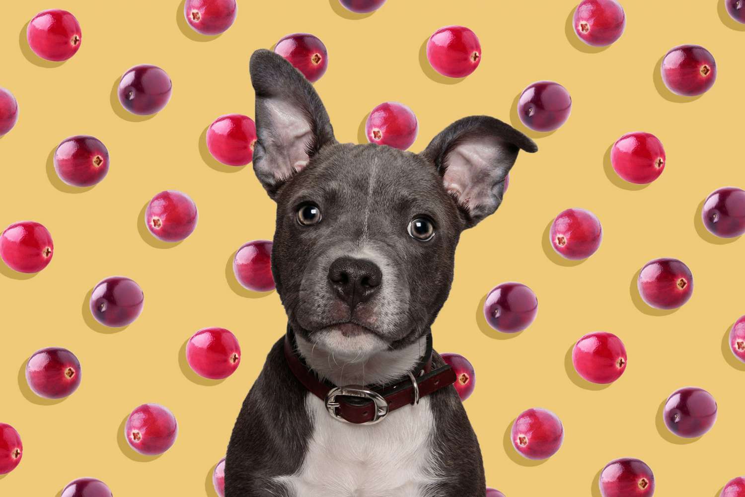 Can Dogs Eat Cranberries?