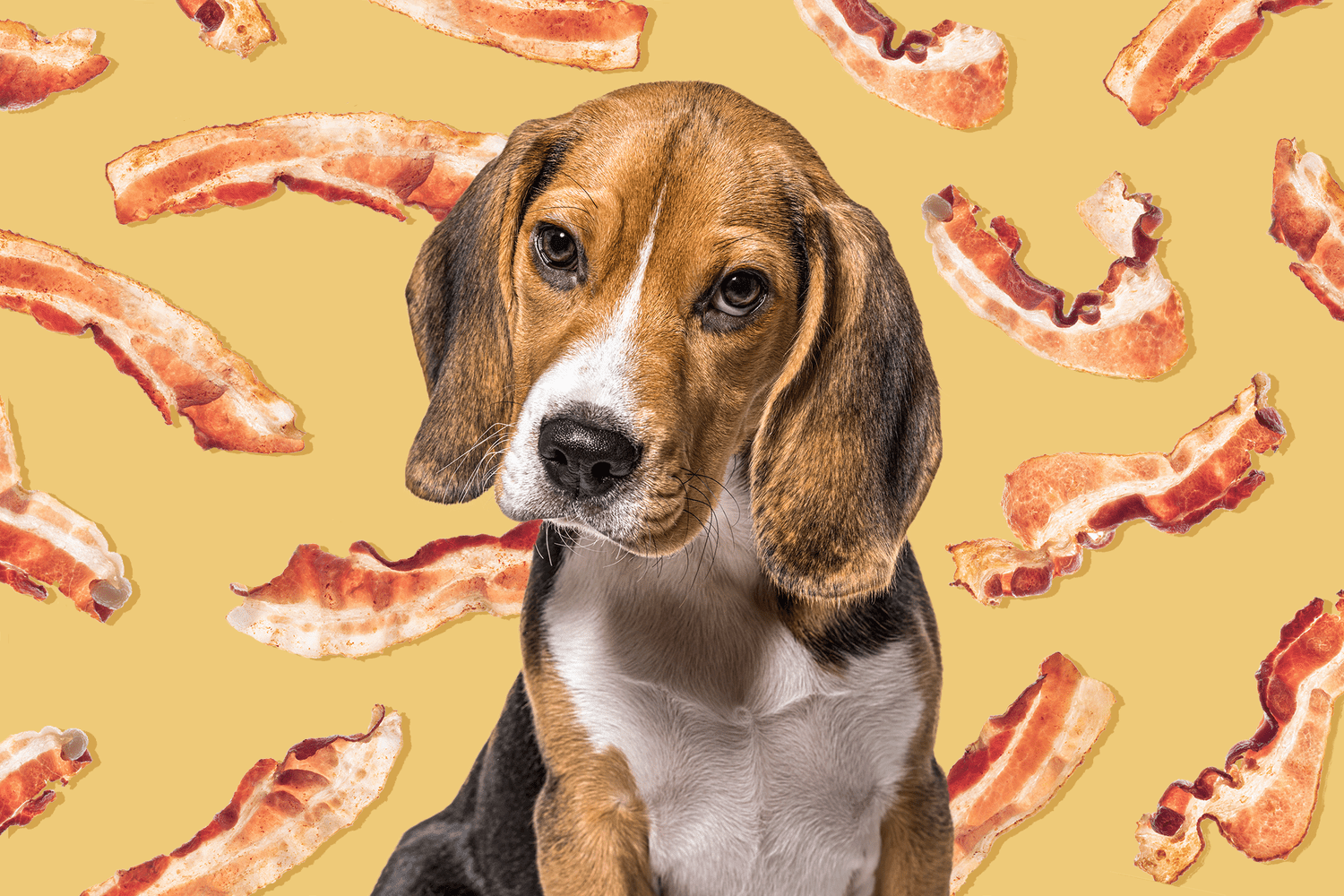 Is Pork Safe for Dogs to Eat?