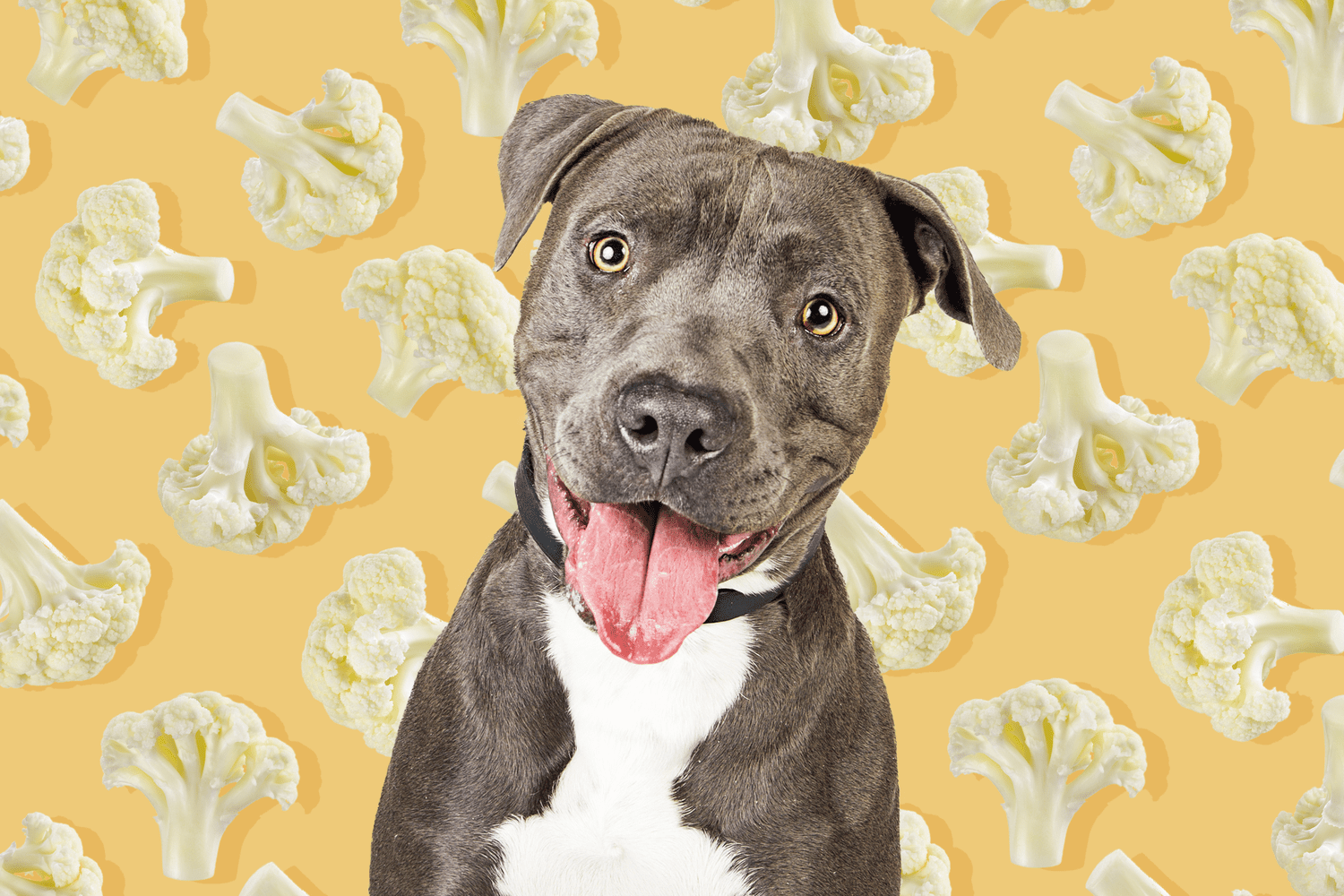 Can Dogs Eat Cauliflower?