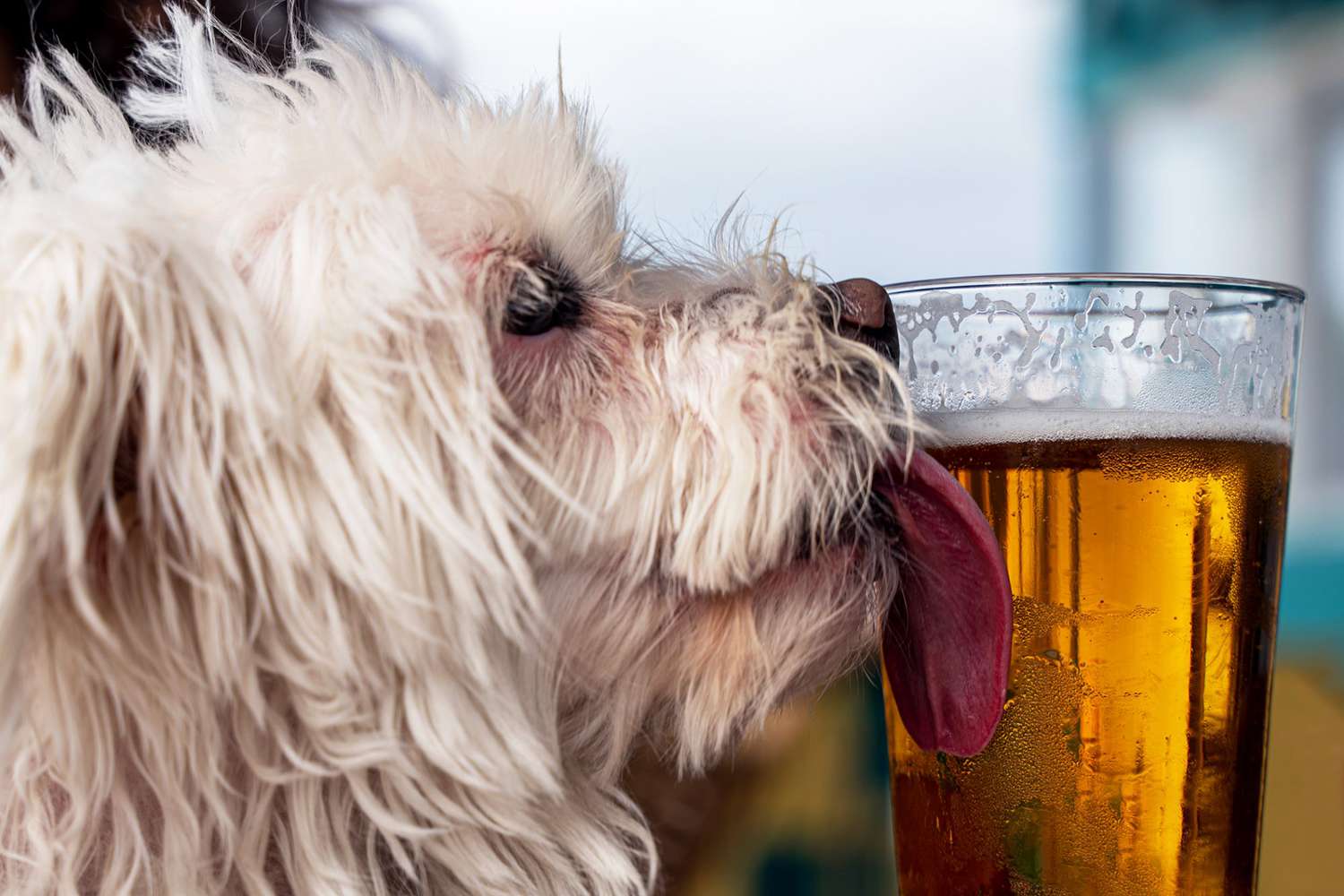 What Happens if a Dog Drinks Beer?