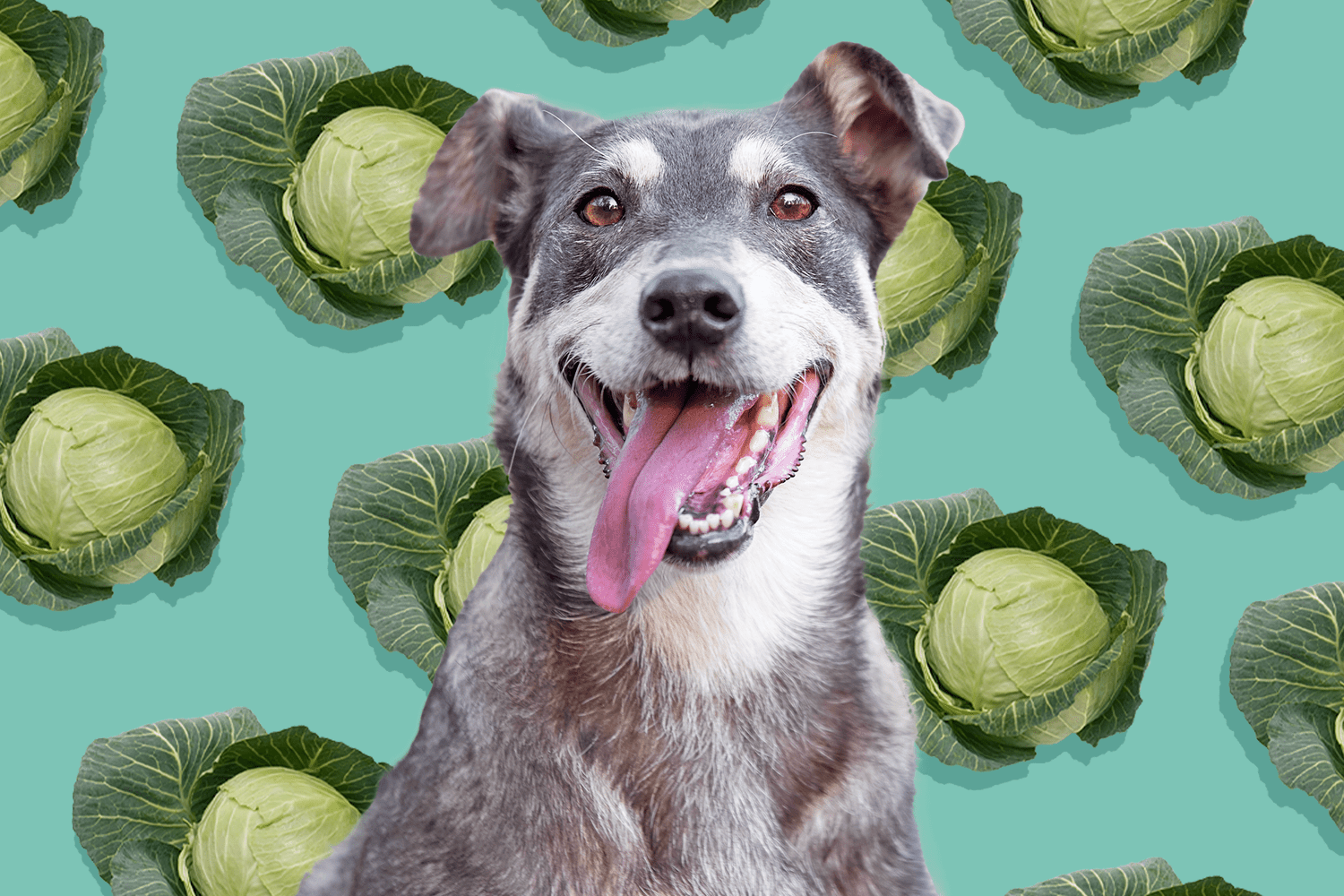 Can Dogs Eat Cabbage?