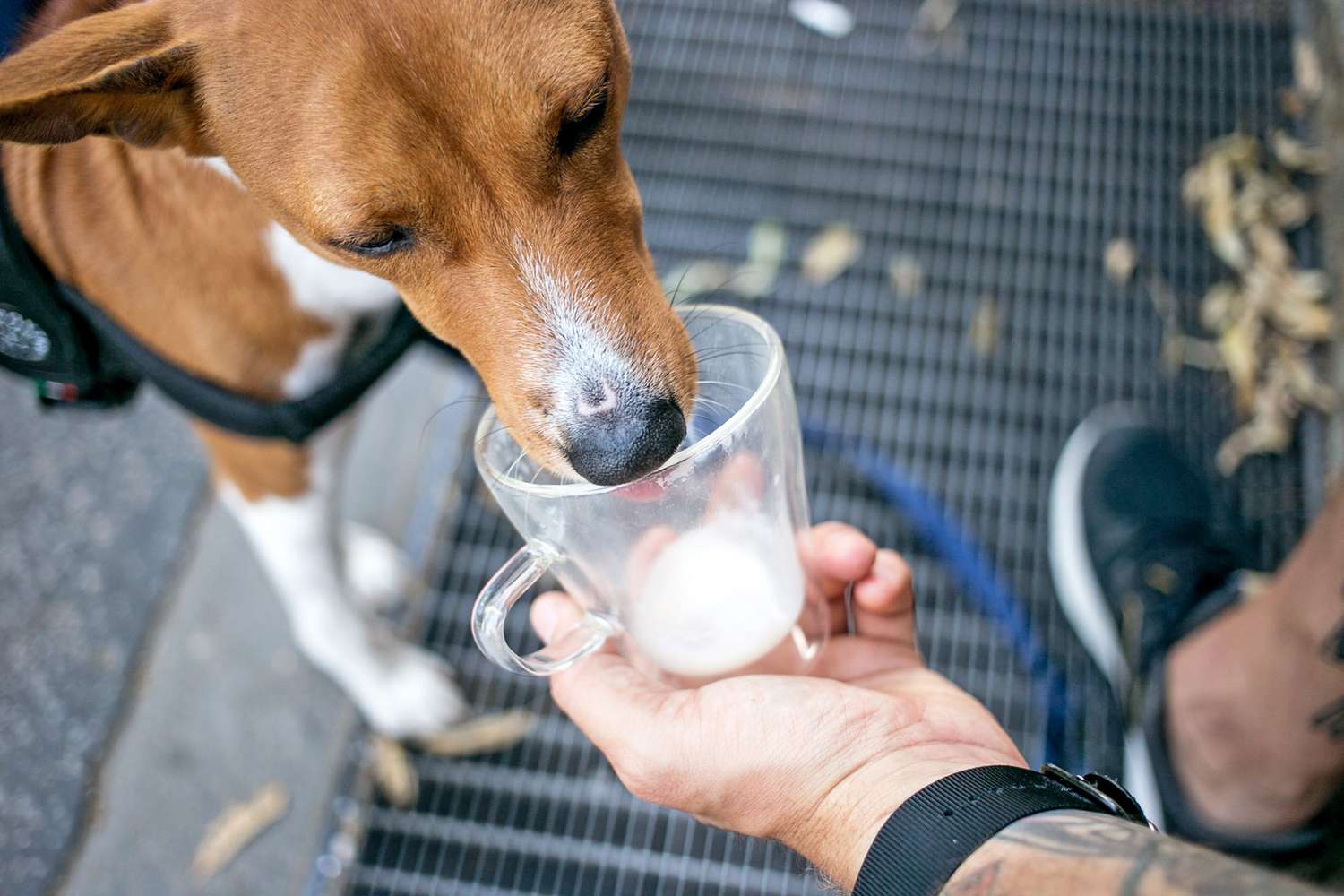 Can Dogs Drink Milk?